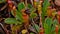 Closeup view of upper pitcher of tropical endemic pitcher plant on Mahe island, Seychelles. Focus on center of image.