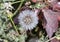 Closeup view Urospermum picroides, the prickly goldenfleece, in Cairo, Egypt.