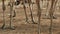 Closeup view of very long legs and paws with two toes of group of ostriches