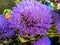 A closeup view of vibrant fully blossomed purple Romagna  artichoke flowers.