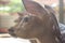 Closeup view of Visayan spotted deer, a nocturnal and endangered species of deer