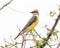 Closeup view of a Western kingbird, Tyrannus Verticalis, in Southlake, Texas.