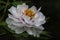 Closeup view of A white peony flower