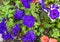 Closeup view white and purple, orange, and purple petunias in Antibes, France