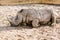 closeup view of white rhino laying on sand