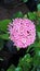 Closeup view of whitish pink Ixora flowers and plant