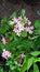 Closeup view of whitish pink Ixora flowers and plant