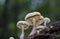Closeup view of Wild mushrooms growing in a rain forest