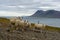 Closeup view of wild sheep on a rugged fjord in Iceland