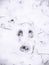 A closeup view of wildlife animal footprints or tracks belonging to a wild rabbit in fresh white snow blanketing the ground in