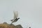 Closeup view of a Willow Ptarmigan bird flying off a mountainside in Norway