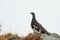 Closeup view of a Willow Ptarmigan bird on a mountainside in Norway