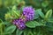 Closeup view of winter flowering shrub of violet Hebe Amy Shrubby veronica, Purple Queen in Blackrock Park, Dublin