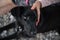 Closeup view of a woman patting her beautiful black shepherd dog