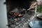 Closeup view of a woman roasting delicious chestnuts