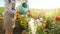 Closeup view of woman watering rose bushes. Gardening tools