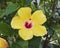 Closeup view of a yellow bloom of hibiscus in Zahara de la Sierra in Cadiz province in Andalusia, Spain.