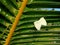 Closeup view of yellow butterflies on green coconut palm leaves.