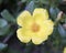 Closeup view of a yellow geranium bloom