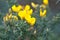 Closeup view of yellow gorse Ulex wild flowers growing everywhere in Ireland all the year round, Dublin, Ireland