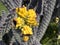 Closeup view of the yellow mature fruit of cylindropuntia spinosior in Tuscay, Italy.