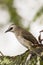 Closeup view of a yellow vented bulbul