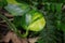 Closeup view of a young leaf of devil\\\'s vine plant