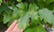 Closeup of vine grape leaf affected by Downy Mildew Plasmopara vitikola