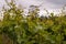 Closeup of vine-tendrils on vineyard in Meadowbank, TAS, Australia