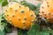Closeup of vine with two fresh ripe kiwano, horned melon, Cucumis metuliferus, on wooden background