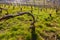 Closeup of vines, for the production of champagne, in the Champagne region