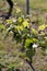 Closeup of a vineyard with green stems on the vined vines in front of trees on a sunny day.UK