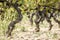 Closeup of vineyards in early autumn after harvest, â€‹â€‹Penedes in Catalonia, Spain
