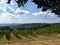 Closeup of vineyards with ripening clusters of grape on a clear sunny day