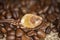 Closeup of vintage bronze spoon with one single cube brown rock candy sugar, blurred roasted coffee beans background