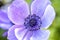 A closeup of a violet anemone flower.