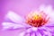 Closeup violet aster flower background