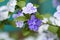 Closeup of violet brunfelsia jasmine flower