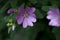 Closeup of a violet common mallow flower on the green foliage background