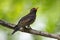 Closeup violet cuckoo perching on a branch