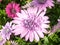 Closeup of violet daisybushes or African daisies blooming in the garden