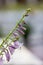 Closeup of Violet flowers of blooming hosta Hosta undulata