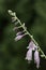 Closeup of Violet flowers of blooming hosta Hosta undulata