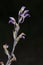 Closeup of a Violet Limodore or Violet bird\'s-nest orchid on a black background