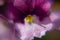 Closeup of violet Nemesia flower in the garden
