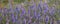 Closeup violet prairie flowers in a grass