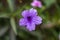 Closeup Violet purple Ruellia tuberose(Acanthaceae) flower in th
