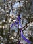 Closeup of a violet ribbon tied to the trees around the stone circle at The Rollright Stones