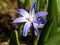 Closeup of violet scilla flower in garden