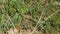 Closeup of viper snake hiding in a green grass